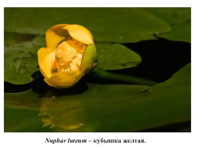 Nuphar luteum – кубышка желтая.