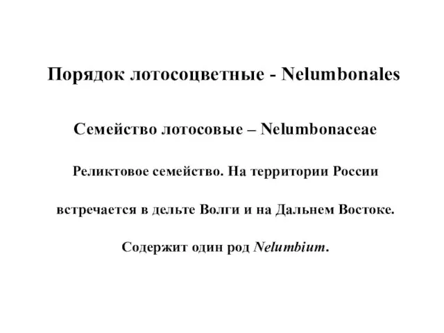 Порядок лотосоцветные - Nelumbonales Семейство лотосовые – Nelumbonaceae Реликтовое семейство. На