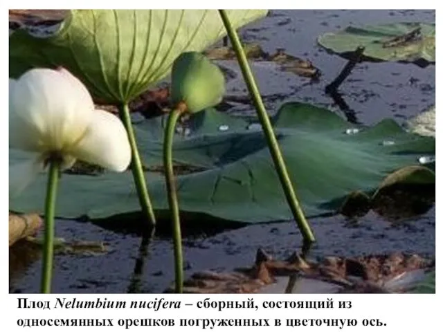 Плод Nelumbium nucifera – сборный, состоящий из односемянных орешков погруженных в цветочную ось.