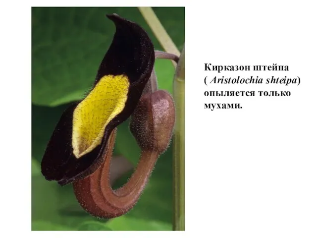 Кирказон штейпа ( Aristolochia shteipa) опыляется только мухами.