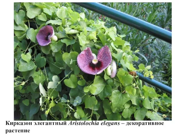 Кирказон элегантный Aristolochia elegans – декоративное растение