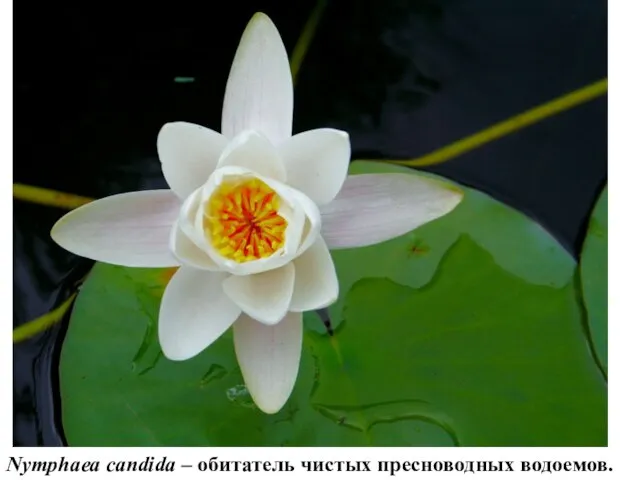 Nymphaea candida – обитатель чистых пресноводных водоемов.