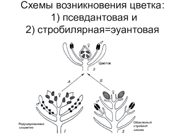 Схемы возникновения цветка: 1) псевдантовая и 2) стробилярная=эуантовая Редуцированное соцветие Обоеполый стробил= шишка Цветок