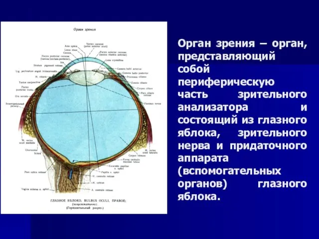 Орган зрения – орган, представляющий собой периферическую часть зрительного анализатора и