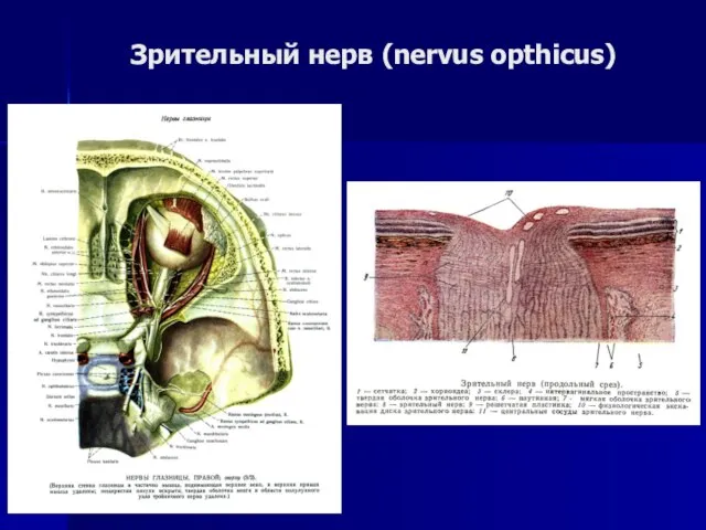 Зрительный нерв (nervus opthicus)