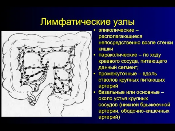 Лимфатические узлы эпиколические – располагающиеся непосредственно возле стенки кишки параколические –