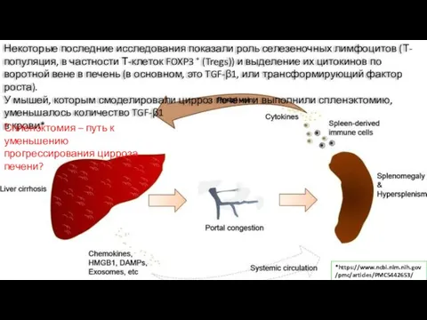 Некоторые последние исследования показали роль селезеночных лимфоцитов (Т-популяция, в частности Т-клеток