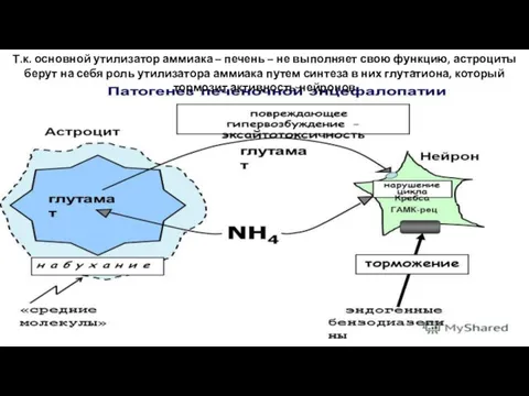 Т.к. основной утилизатор аммиака – печень – не выполняет свою функцию,