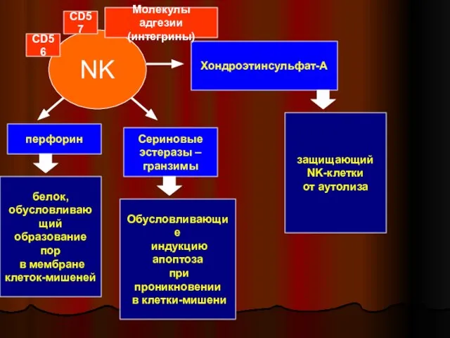 NK перфорин Сериновые эстеразы – гранзимы Хондроэтинсульфат-А белок, обусловливающий образование пор