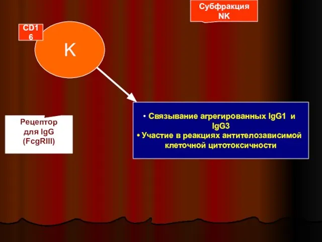 K Субфракция NK CD16 Рецептор для IgG (FcgRIII) Связывание агрегированных IgG1
