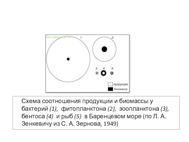 Схема соотношения продукции и биомассы у бактерий (1), фитопланктона (2), зоопланктона