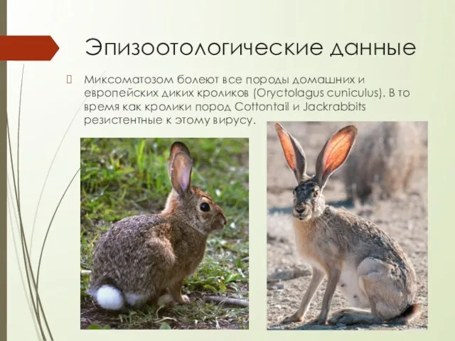 Эпизоотологические данные Миксоматозом болеют все породы домашних и европейских диких кроликов