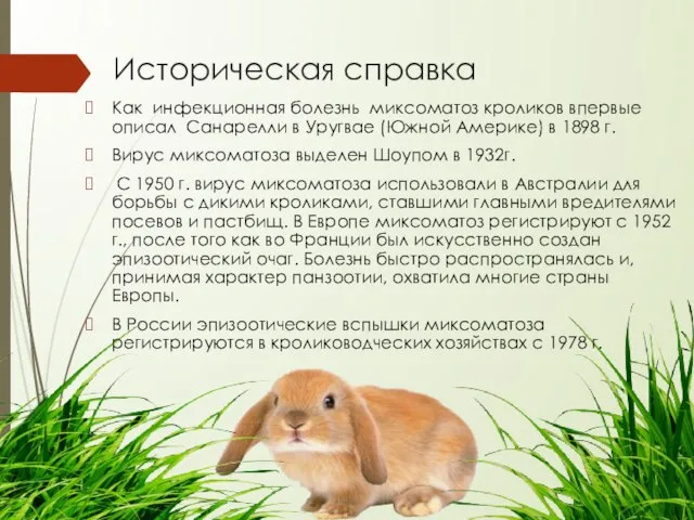 Историческая справка Как инфекционная болезнь миксоматоз кроликов впервые описал Санарелли в