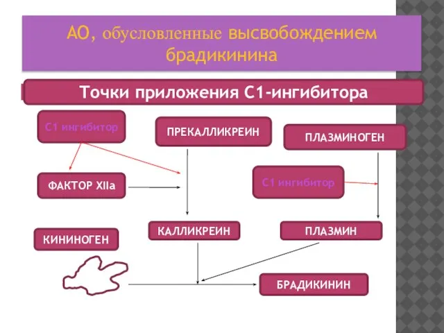 АО, обусловленные высвобождением брадикинина Точки приложения С1-ингибитора С1 ингибитор ПРЕКАЛЛИКРЕИН ПЛАЗМИНОГЕН