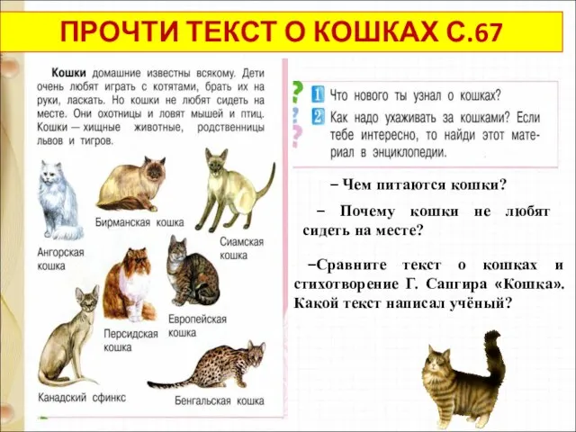 ПРОЧТИ ТЕКСТ О КОШКАХ С.67 – Чем питаются кошки? – Почему