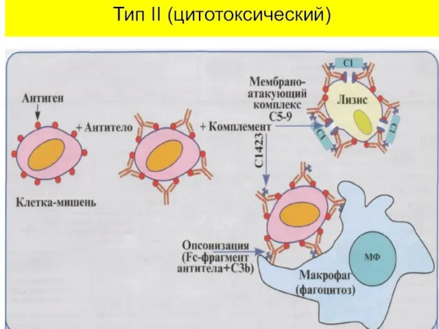 Тип II (цитотоксический)