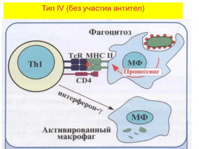 Тип IV (без участия антител)