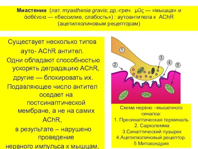 Миастения (лат. myasthenia gravis; др.-греч. μῦς — «мышца» и ἀσθένεια —