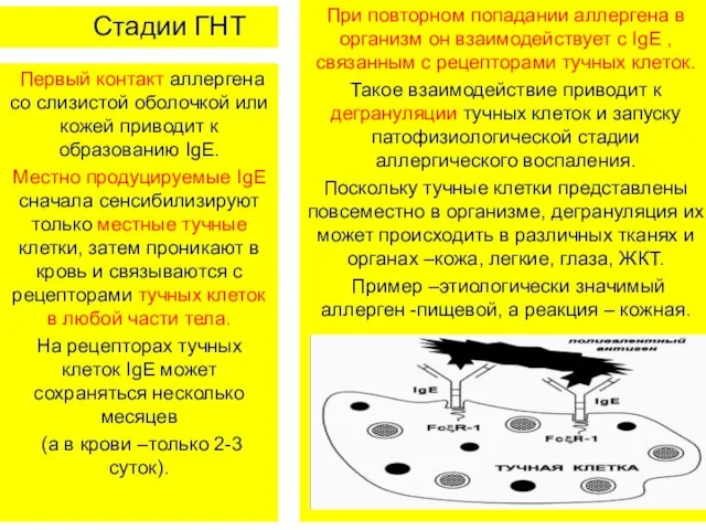 Стадии ГНТ Первый контакт аллергена со слизистой оболочкой или кожей приводит