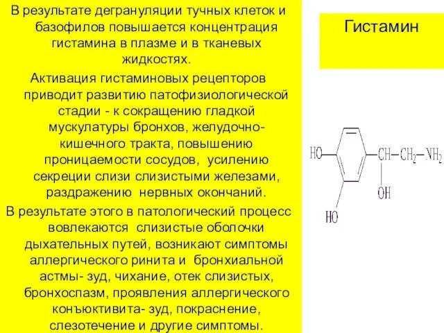 Гистамин В результате дегрануляции тучных клеток и базофилов повышается концентрация гистамина