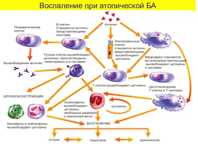 Воспаление при атопической БА