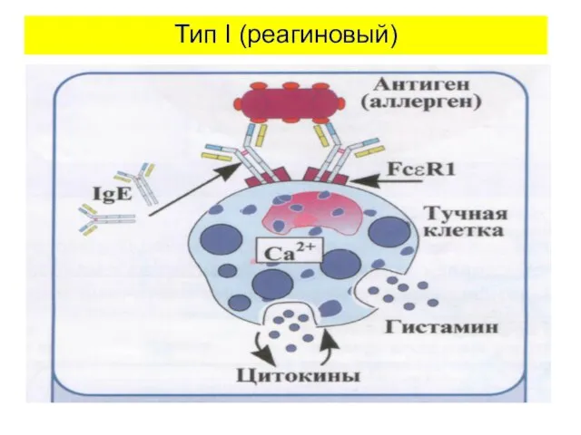 Тип I (реагиновый)