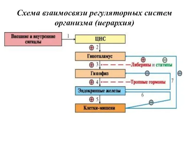 Схема взаимосвязи регуляторных систем организма (иерархия)