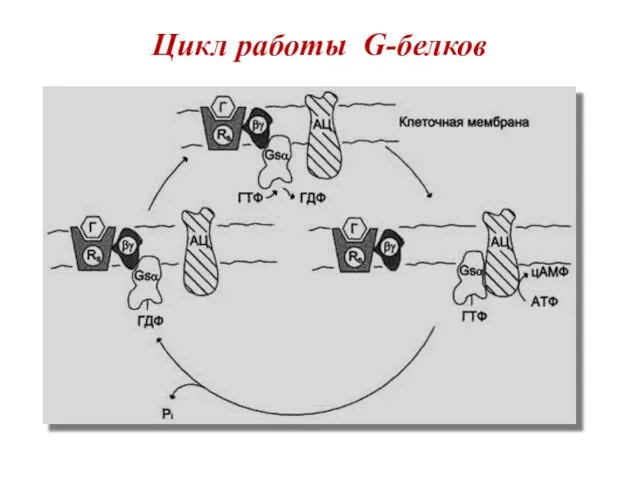 Цикл работы G-белков