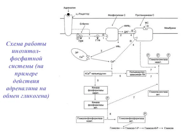 Схема работы инозитол- фосфатной системы (на примере действия адреналина на обмен гликогена)
