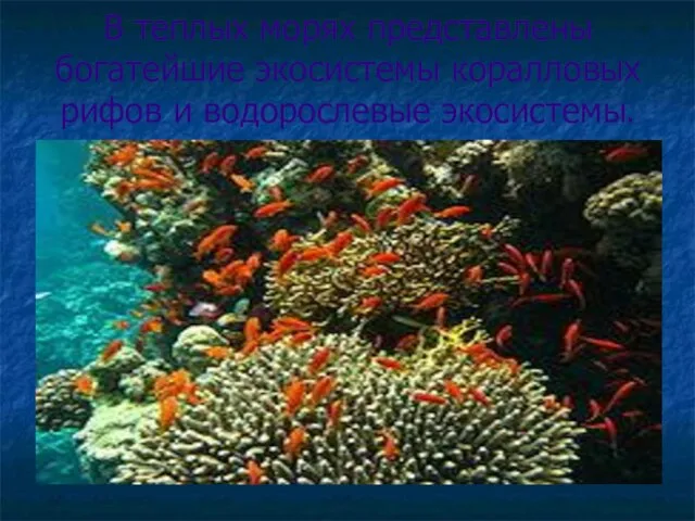 В теплых морях представлены богатейшие экосистемы коралловых рифов и водорослевые экосистемы.