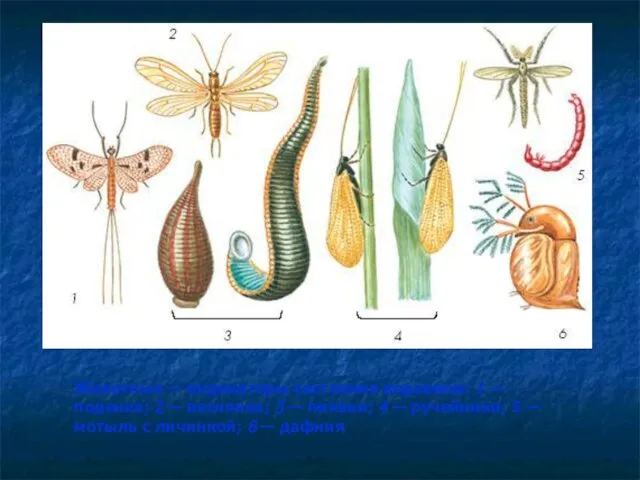 Животные — индикаторы состояния водоемов: 1 — поденка; 2 — веснянка;