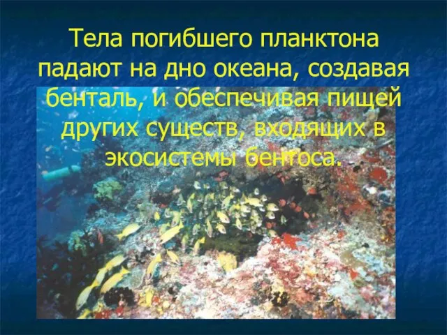 Тела погибшего планктона падают на дно океана, создавая бенталь, и обеспечивая