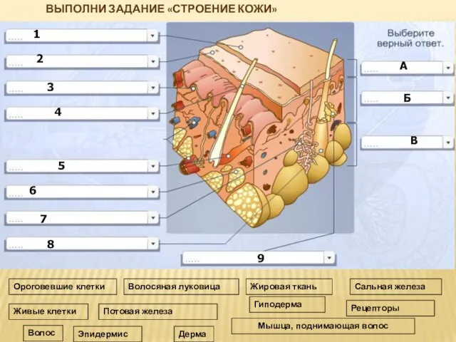 Ороговевшие клетки Живые клетки Волосяная луковица Жировая ткань Потовая железа Мышца,