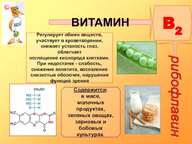 ВИТАМИН B2 рибофлавин Регулирует обмен веществ, участвует в кроветворении, снижает усталость