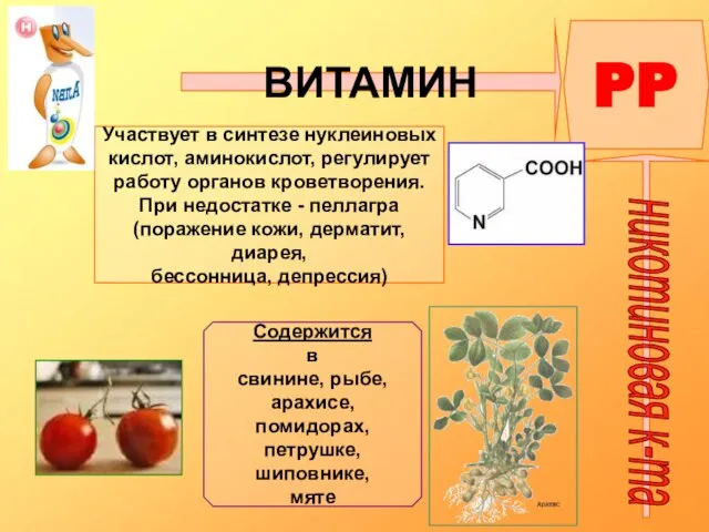 ВИТАМИН PP никотиновая к-та Участвует в синтезе нуклеиновых кислот, аминокислот, регулирует