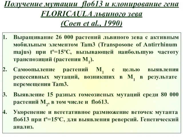 Получение мутации flo613 и клонирование гена FLORICAULA львиного зева (Coen et