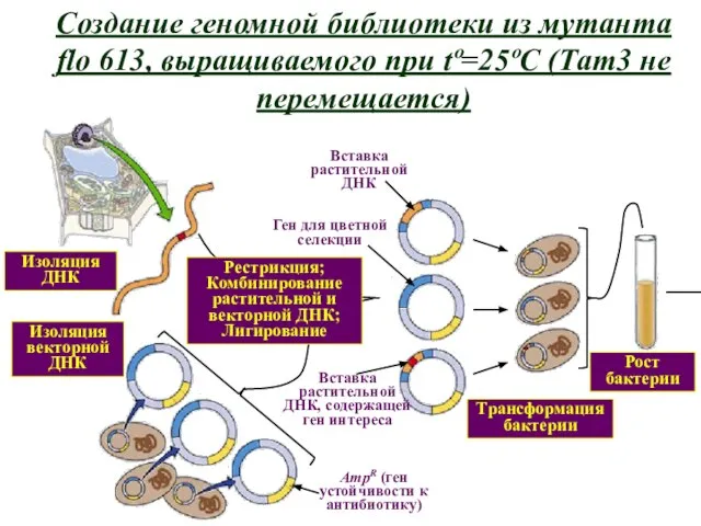 Создание геномной библиотеки из мутанта flo 613, выращиваемого при tº=25ºC (Тam3 не перемещается)