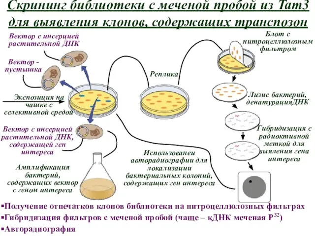 Скрининг библиотеки с меченой пробой из Tam3 для выявления клонов, содержащих