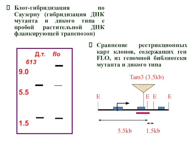 Д.т. flo 613 9.0 5.5 1.5 Сравнение рестрикционных карт клонов, содержащих