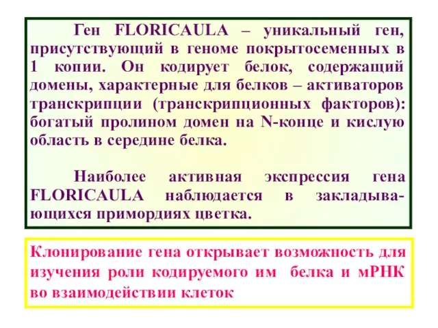 Ген FLORICAULA – уникальный ген, присутствующий в геноме покрытосеменных в 1