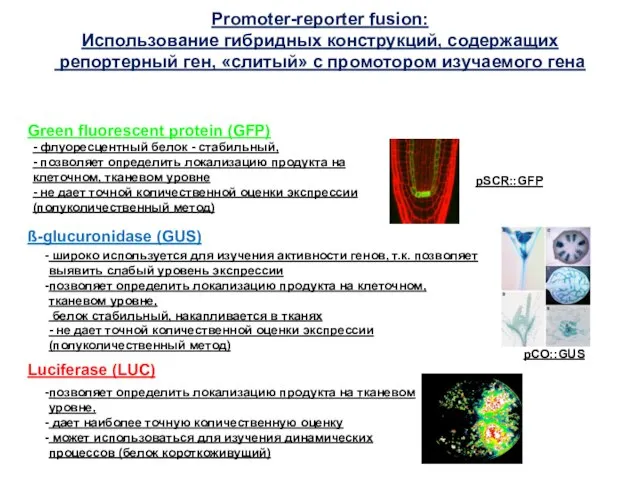 Green fluorescent protein (GFP) Luciferase (LUC) ß-glucuronidase (GUS) Promoter-reporter fusion: Использование