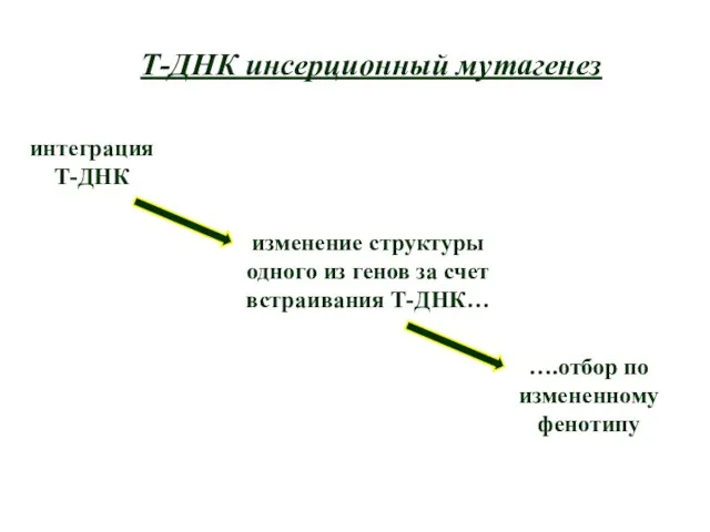 Т-ДНК инсерционный мутагенез интеграция Т-ДНК изменение структуры одного из генов за