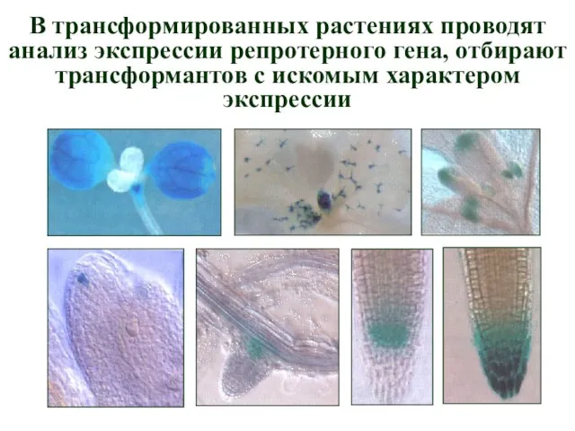 В трансформированных растениях проводят анализ экспрессии репротерного гена, отбирают трансформантов с искомым характером экспрессии