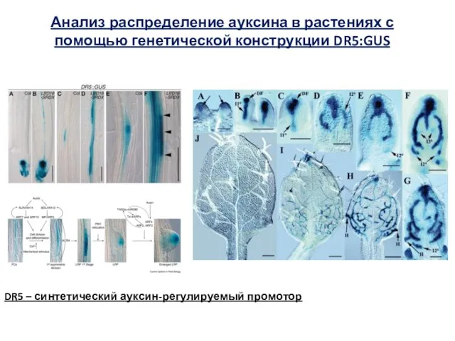 Анализ распределение ауксина в растениях с помощью генетической конструкции DR5:GUS DR5 – синтетический ауксин-регулируемый промотор