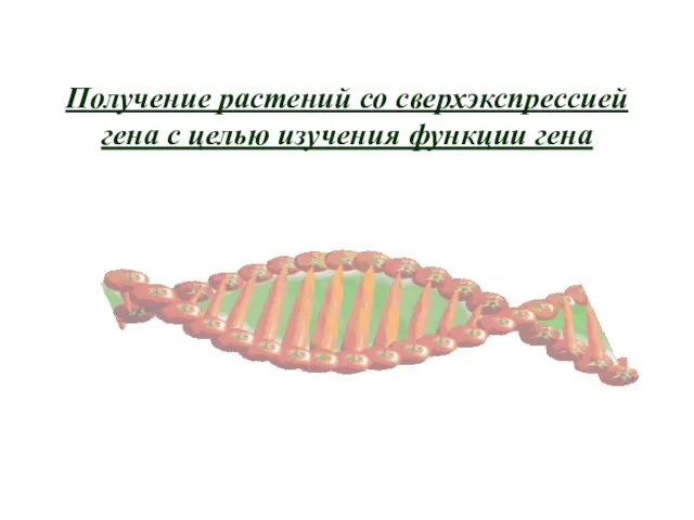 Получение растений со сверхэкспрессией гена с целью изучения функции гена