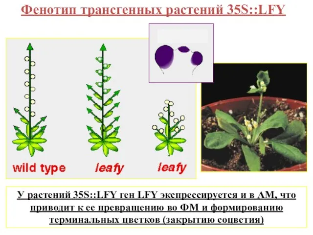 Фенотип трансгенных растений 35S::LFY У растений 35S::LFY ген LFY экспрессируется и