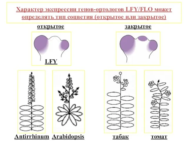 Характер экспрессии генов-ортологов LFY/FLO может определять тип соцветия (открытое или закрытое)