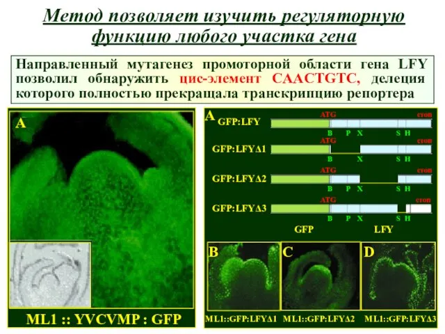 Метод позволяет изучить регуляторную функцию любого участка гена Направленный мутагенез промоторной