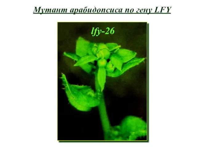 Мутант арабидопсиса по гену LFY