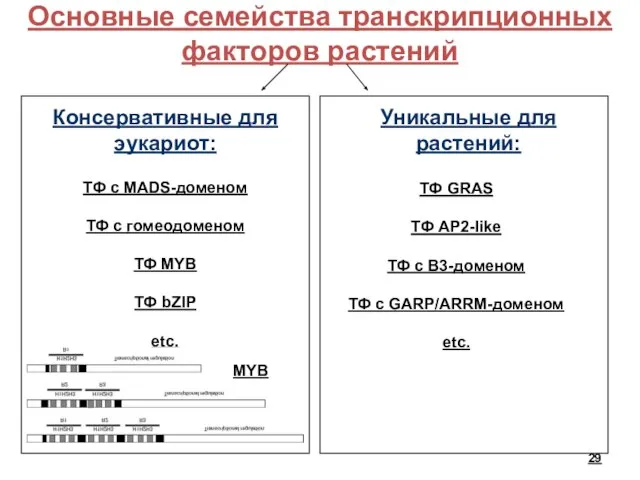 Основные семейства транскрипционных факторов растений Консервативные для эукариот: Уникальные для растений: